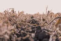 field with corn stubble