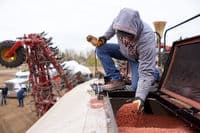 grower looking at a handful of treated seed